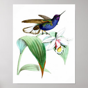 Póster Colibrí de época Imprimir decorador de pared de pr