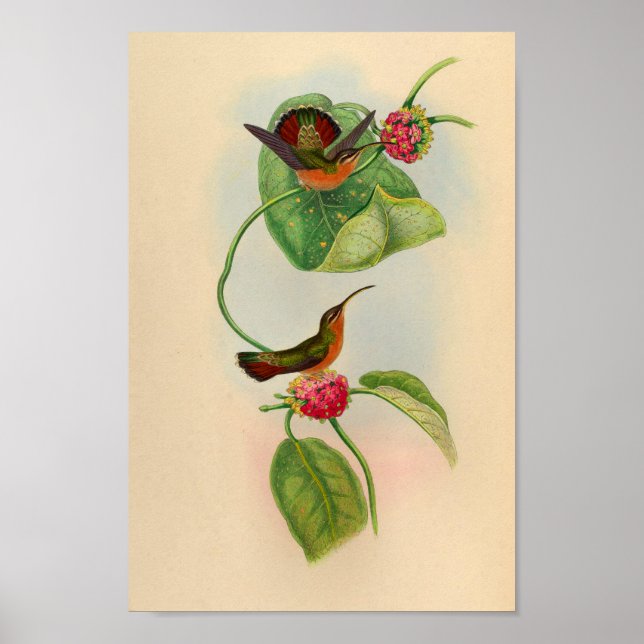 Póster Colibrí de época Imprimir Flores Rojas (Frente)
