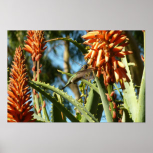 Póster Colibrí de Garganta Negra en Vuelo