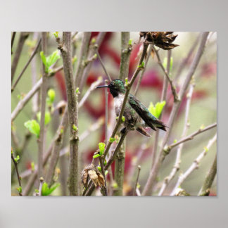 Póster Colibrí de Garganta Rubí en Primavera
