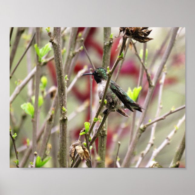Póster Colibrí de Garganta Rubí en Primavera (Frente)