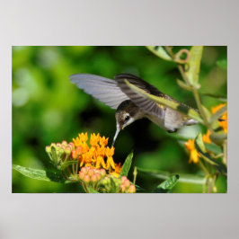 Póster Colibrí de hambre