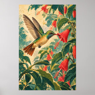 Póster Colibrí de Vientre Búfalo - Ave Botánica Vintage