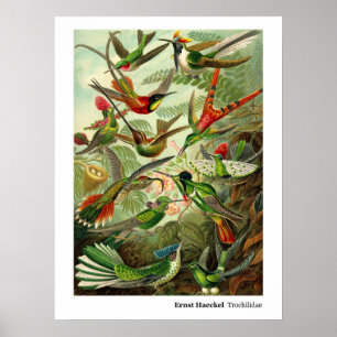 Póster Colibrí del Trochilidae de Ernst Haeckel