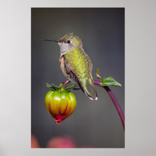 Póster Colibrí descansa en capullo de flor