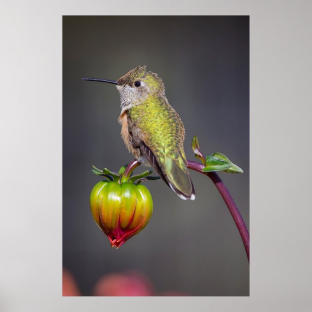 Póster Colibrí descansa en capullo de flor (Frente)