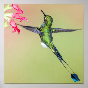 Póster Colibrí ecuatoriano con plumas de larga cola