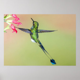 Póster Colibrí ecuatoriano con plumas de larga cola