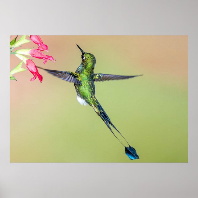 Póster Colibrí ecuatoriano con plumas de larga cola (Frente)
