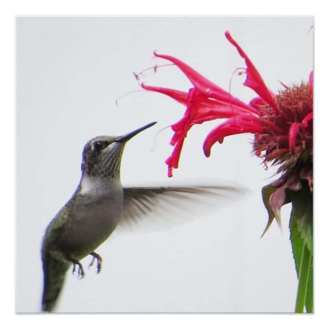 Póster Colibrí en Monarda (Anverso)