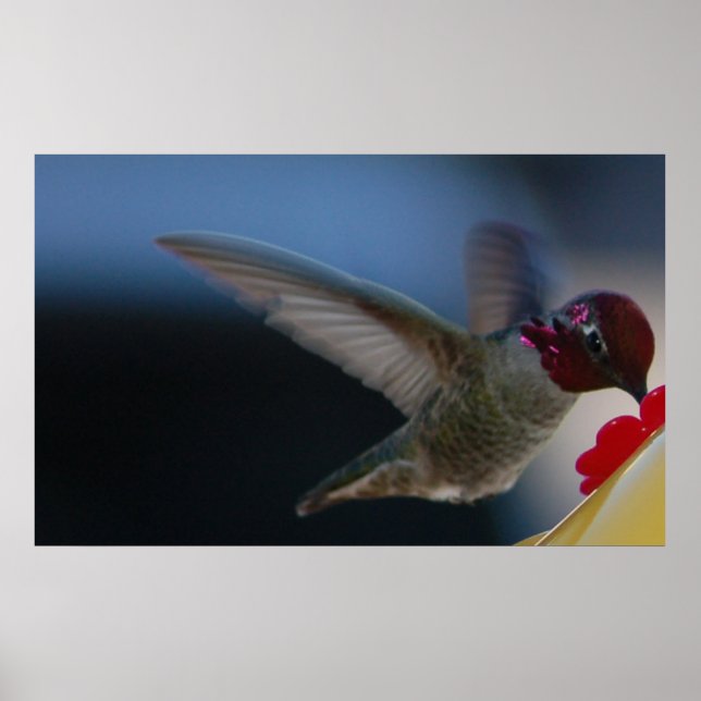 Póster Colibrí en Primer Plano ~impresión~ (Frente)