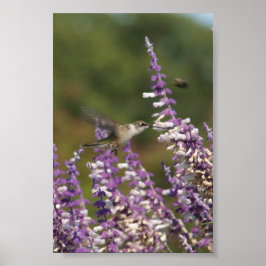 Póster Colibrí en una planta de salvia mexicana tira néct