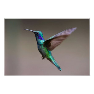 Póster Colibrí en vuelo