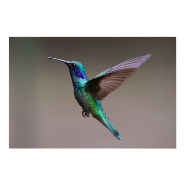 Póster Colibrí en vuelo (Anverso)