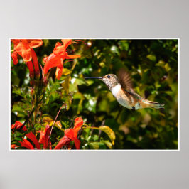 Póster Colibrí en Vuelo – Foto de Vida Silvestre de Jardí