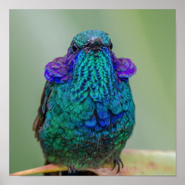 Póster Colibrí espumosa Violeta Azul Verde (Frente)