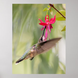 Póster Colibrí favorita de Fuchsia