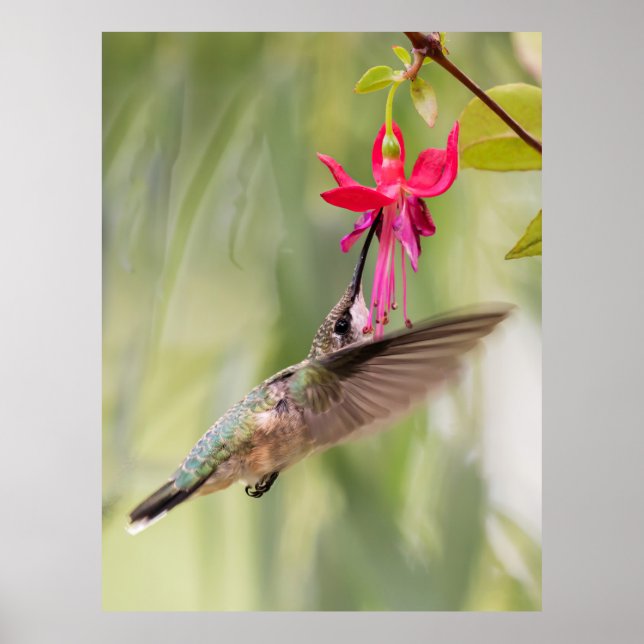 Póster Colibrí favorita de Fuchsia (Frente)