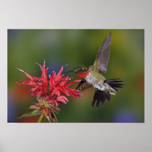 Póster Colibrí garganta de rubí macho