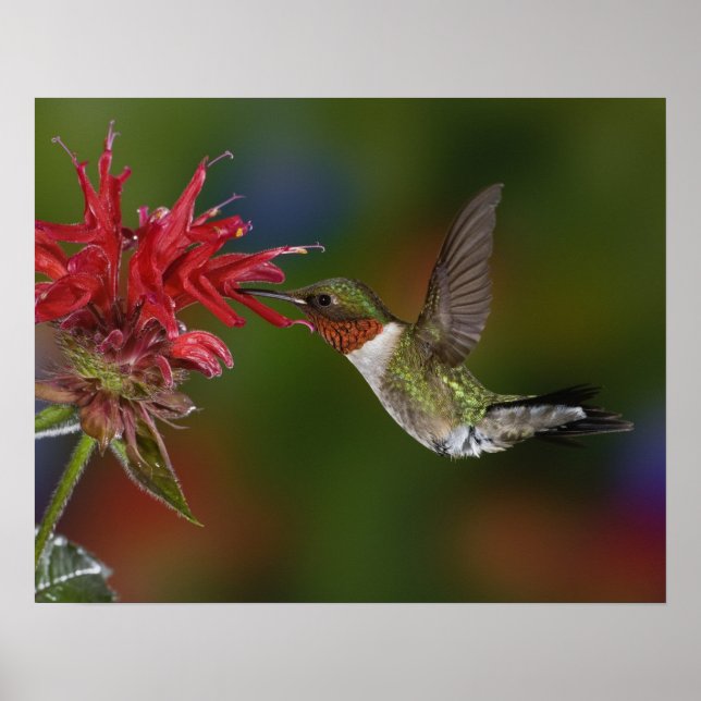 Póster Colibrí garganta de rubí macho (Frente)