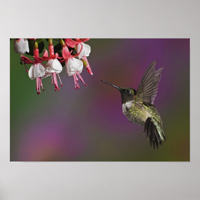 Póster Colibrí garganta rubí macho (Frente)