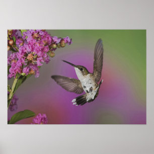 Póster Colibrí garganta rubí macho juvenil
