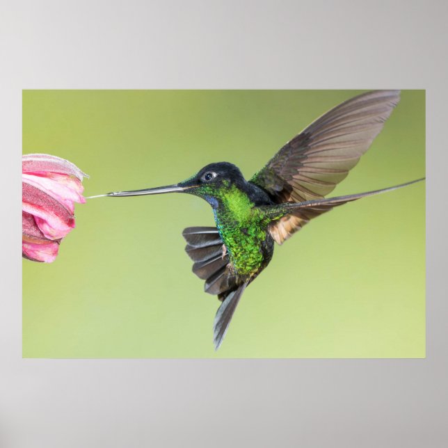 Póster Colibrí Inca en la rosa de la luz (Frente)
