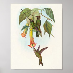 Póster Colibrí pico espada de John Gould Imprimir