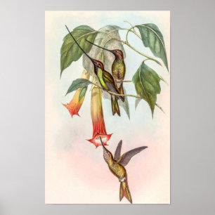 Póster Colibrí picoespada por John Gould