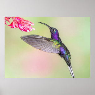 Póster Colibrí púrpura en vuelo