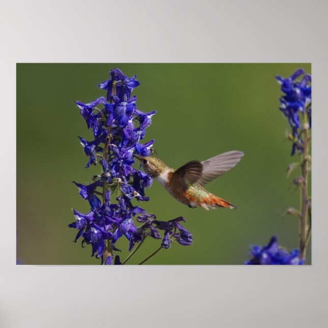Póster Colibrí rojizo (Frente)