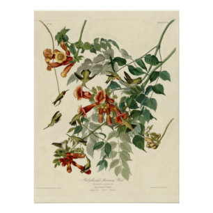 Póster colibrí Rubí-throated