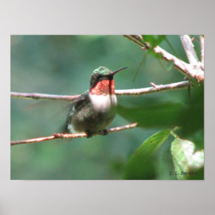 Póster colibrí Rubí-throated después de la caza