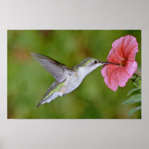 Póster colibrí Rubí-throated (femenino) con la petunia 