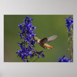 Póster Colibrí rufo, rufus de Selasphorus, femenino