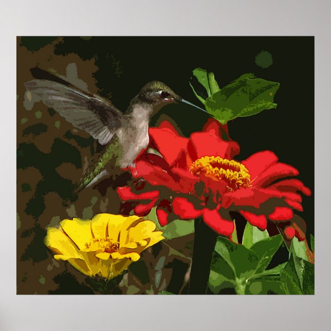 Póster Colibrí sobre Zinnias (Frente)