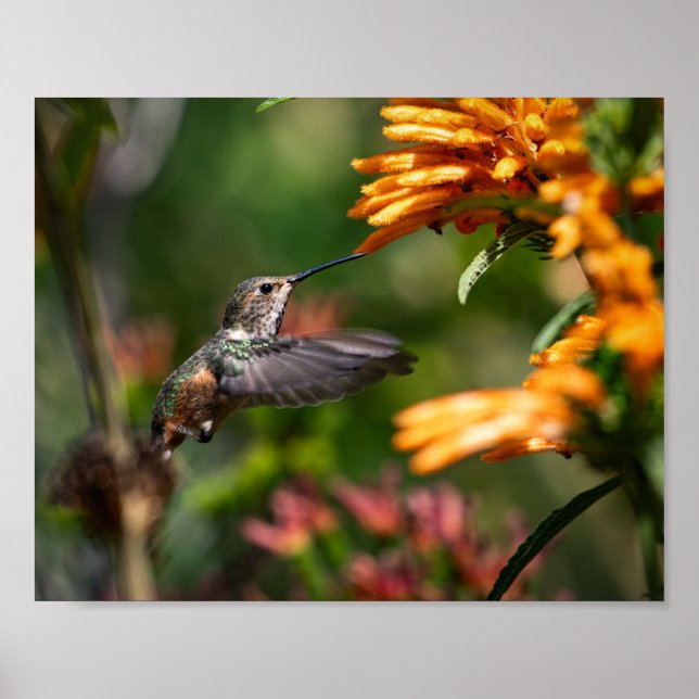 Póster Colibrí suspendido con flores - Foto de vida silve (Frente)