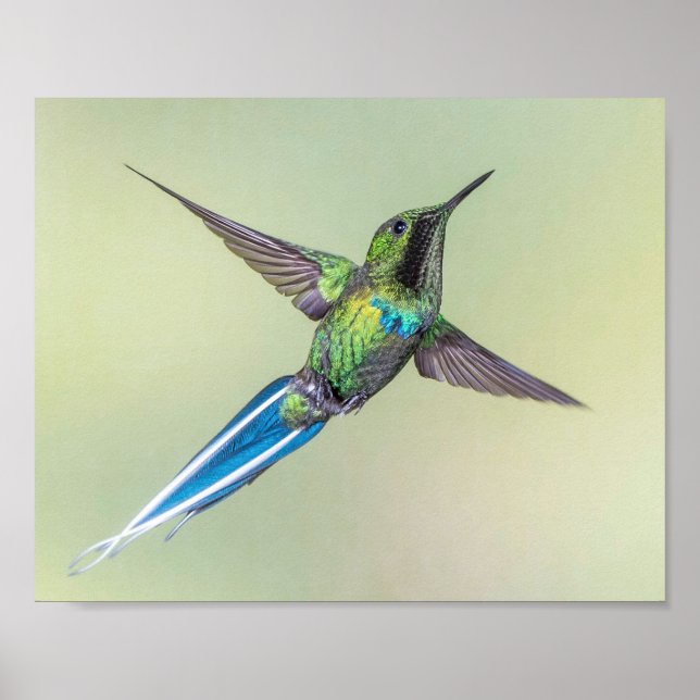 Póster Colibrí verde con plumas de cola azul largo (Frente)