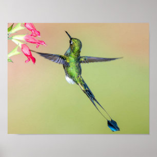 Póster Colibrí verde con plumas de cola larga