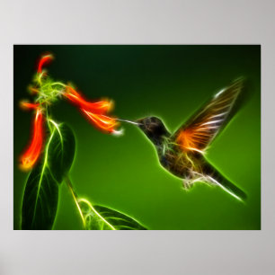 Póster Colibrí verde de Violetear