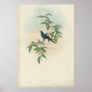 Póster Colibrí verde y azul de Gould