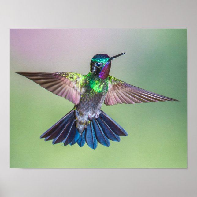 Póster Colibrí volador morado, verde y azul (Frente)