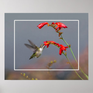 Póster Colibrí Y Crocosmia