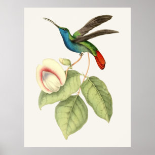 Póster Colibrí y flor