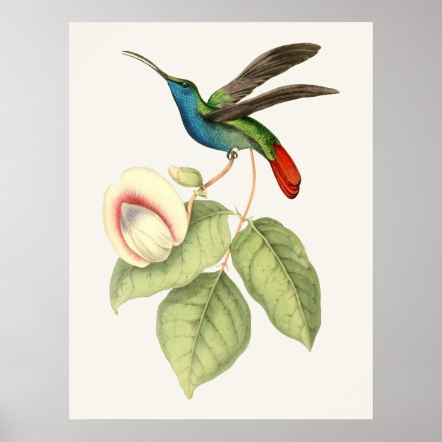 Póster Colibrí y flor (Frente)