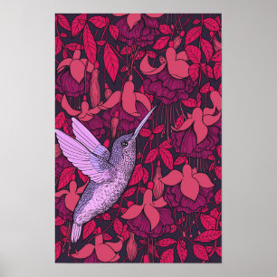 Póster Colibrí y violeta de fucsia