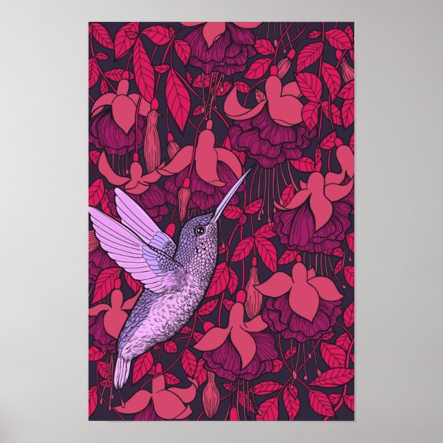 Póster Colibrí y violeta de fucsia (Frente)