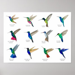 Póster Colibríes