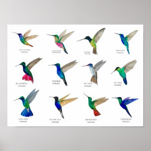 Póster Colibríes
