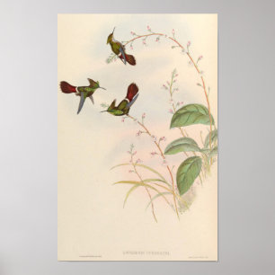 Póster Colibríes adorables Lophornis Verreauxi - John Gou